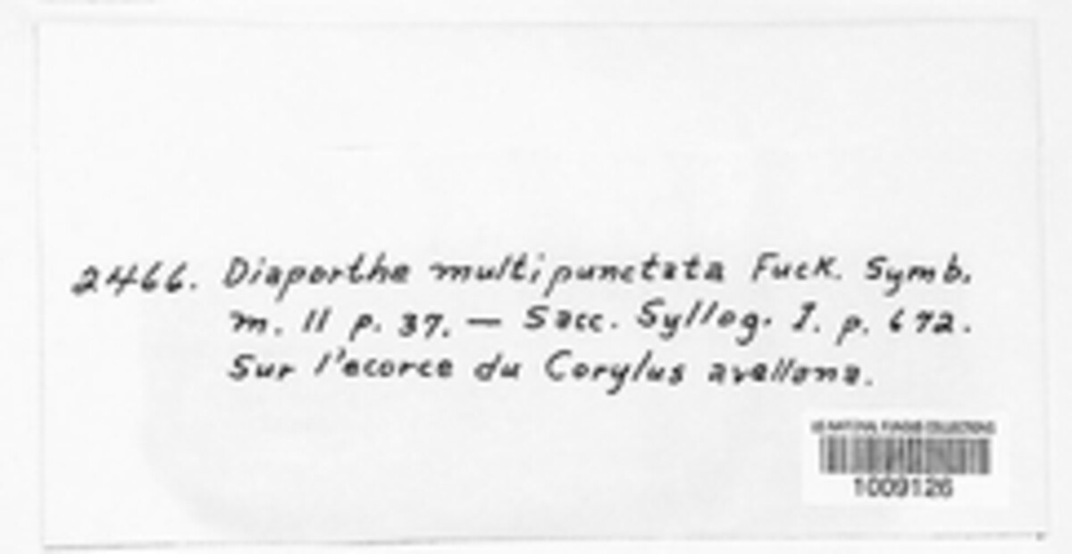Amphisphaeria multipunctata image